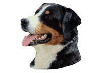 Appenzeller sennenhund - klistremerker