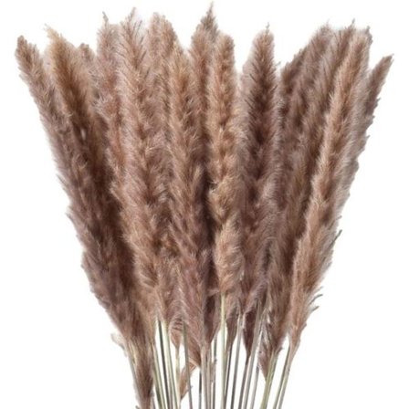 30 x Petite Herbe de Pampa Séchée Naturelle, Fleurs Séchées, Bouquet,