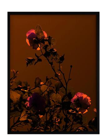 Poster Rose Red Democratic Gallery
