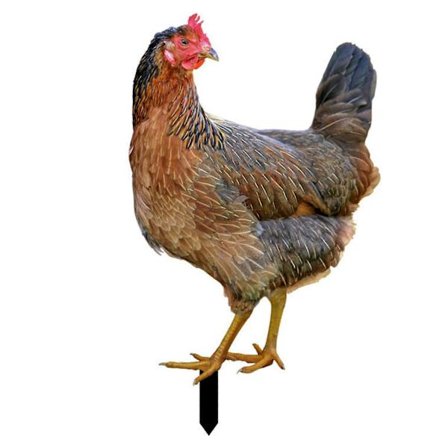 Hane Dekoration Realistisk Livagtig Ornamental Dobbeltsidet Tryk Akryl Have Statue Kylling Til Gård