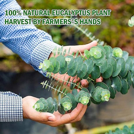 Tørrede eukalyptusgrene ægte 12 stk. naturlige eukalyptusstammer ægte eukalyptusplante levende indendørs Fo