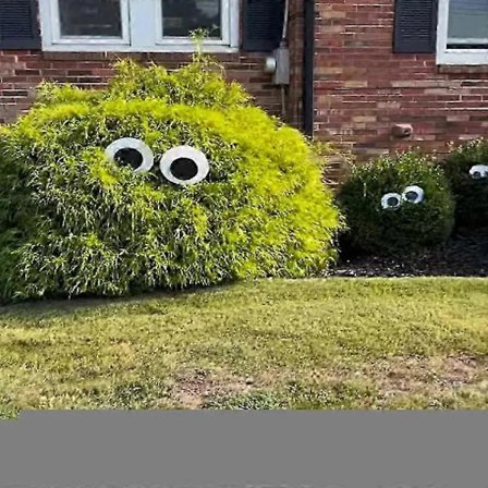 Halloween Øjne til Buske, Store Rullende Øjne til Buske, Store Rullende Øjne til Buske 100mm