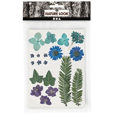 Creativ Company Fleurs et feuilles séchées Bleu