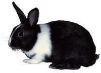 Kanin - klistremerker - M