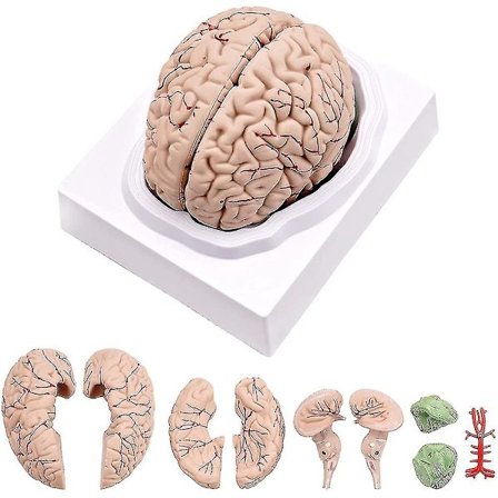 Menneskelig Hjerne, Livsstor Anatomisk Model af Menneskelig Hjerne med Displaybase, Til Videnskabelig Klasseværelsesstudie Te-yujia
