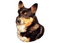 Welsh corgi cardigan trefarget - klistremerker