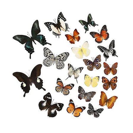 12 stk ekte sommerfuglprøver - Utstoppede sommerfugler DIY kreativ produksjon, for innrammede sommerfugler