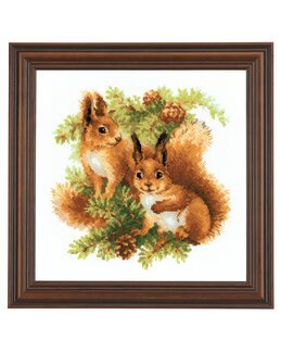 Bild Eichhörnchen in der Tanne