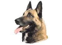 Malinois -Belgisk fårehund Hode - klistremerker