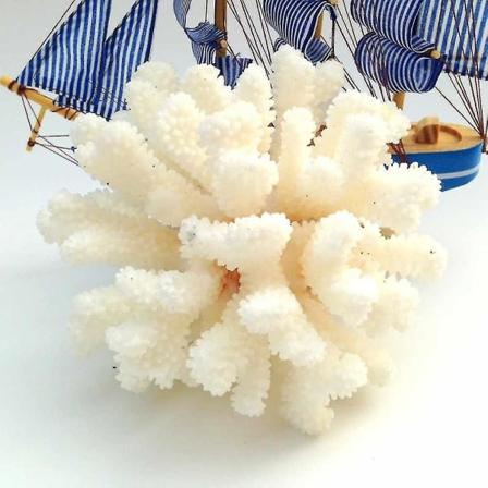 12-14cm 100% Naturlig Koralhavs Hvid Koralltræ Hvid Korall