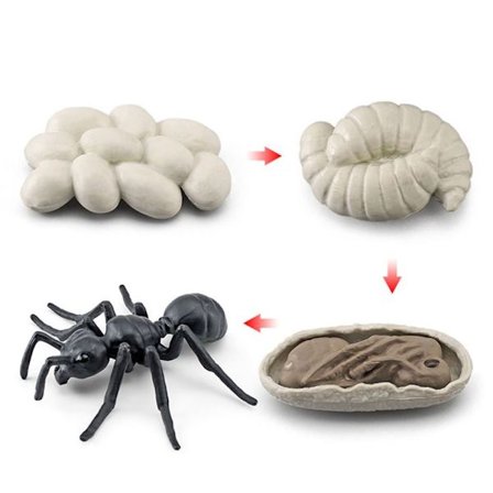 Set Djurens livscykel 6 6