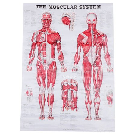 Anatomisk Plakat Muskelsystem Muskelanatomi Diagram Veggplakat