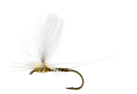 Sulphurea Dun Quill Yellow TMC100 #12