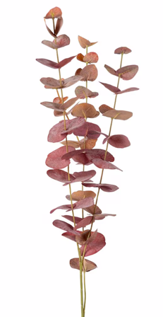 Mr Plant Eucalyptus Kvist Burgunder H60