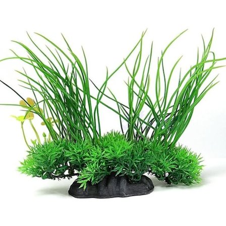 Dekorativ vattenväxt för akvarium