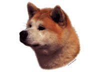 Akita inu rød & hvit - klistremerker