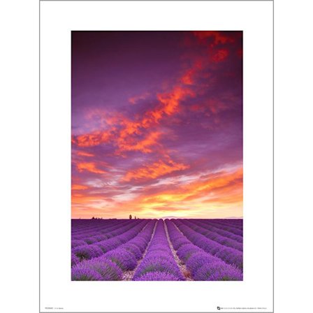 Exklusivt Art Print - Tom Mackie - Purple fields and sky