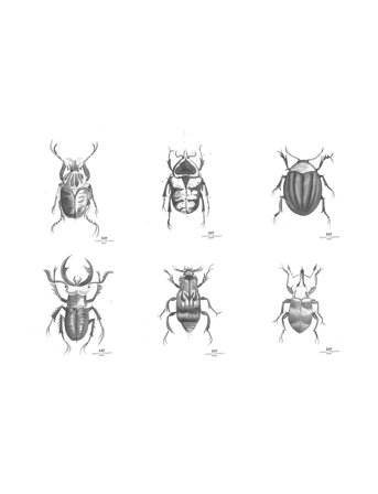 DAY Home | Day Poster Beetles, 6Pcs Sorted | 30X40CM