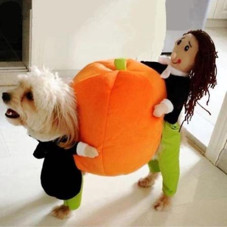 Halloween morsom hund som løfter gresskar kjæledyr