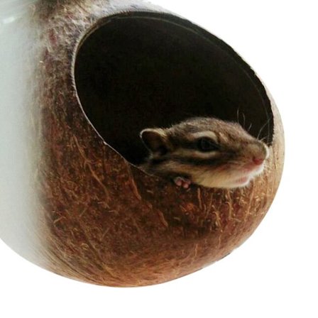 Naturligt kokosnötskal hus bur matare papegoja fågel hamster leksaker