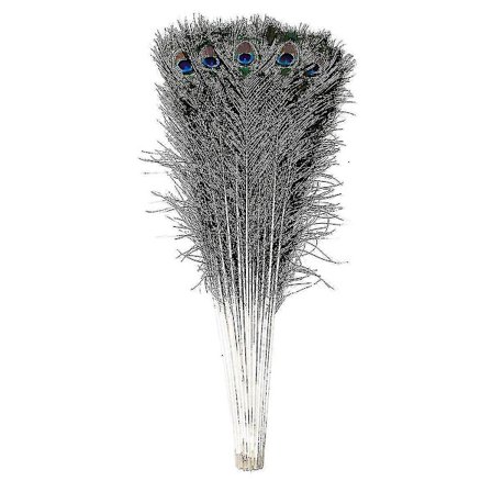 Naturlige store påfuglfjær for dekorasjon