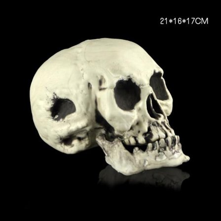 Skull Head Skull Decor 3 3