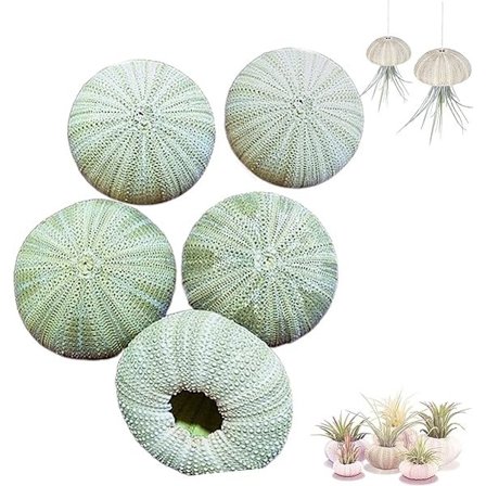 5 kpl ilmakasvitelineet, ripustettava merisiili ripustettava ilmakasviteline, kotiin toimistoon seinäpuutarhan koristeet ranta-aiheinen simpukka