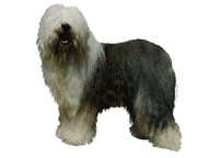 Old english sheepdog stående - klistremerker