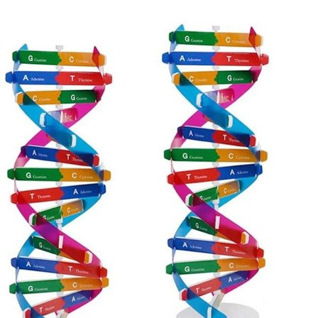 2PCS Kids DNA-modellsett Dobbel Helix Gener DNA-modeller Biologisk Vitenskap KLB