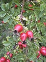 MSA ROSA CANINA 50ML