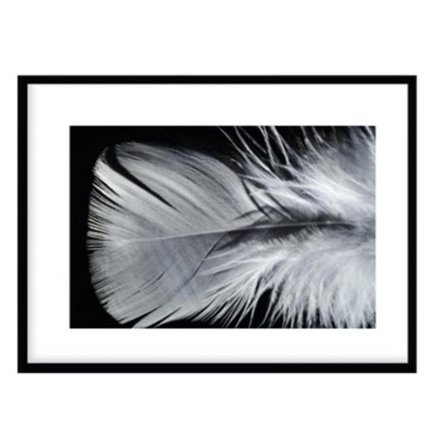 Poster Fjäder foto A4