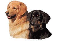 Hovawart par - klistremerker