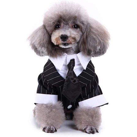 Högtidsjacka för hundar med spets och fluga