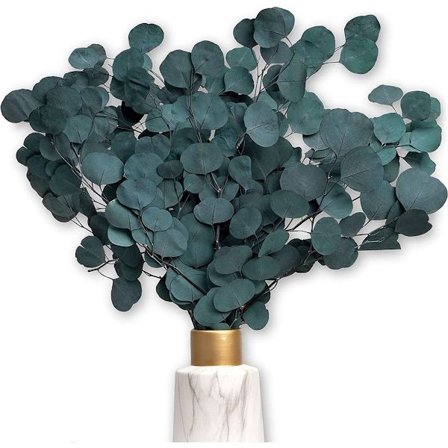 VALKOINEN LUKSUS - Eukalyptus kuivattuna kukkina KATSEENKÄÄNTÄJÄ - kestää ikuisesti KLB