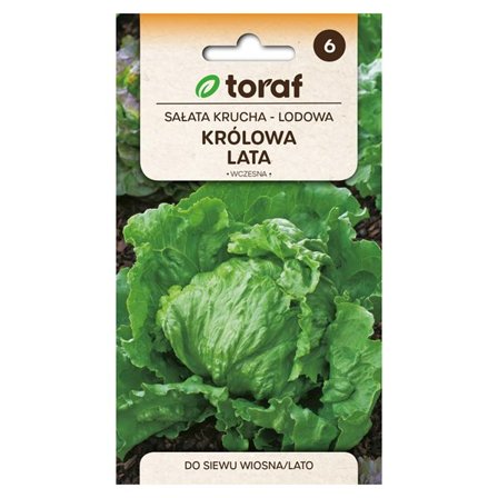 Iceberg-salatfrø Królowa Lata - Store, sprøde hoveder til hele sæsonen