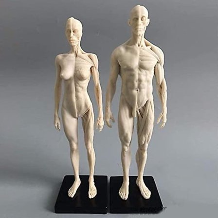 28 cm Ihmisen anatominen malli, taide-nukke, lihaksisto ja luuranko, maalaus, veistos, valkoinen vartalo, mies + nainen