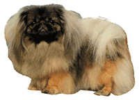 Pekingeser - klistremerker