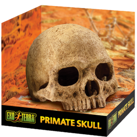 Exoterra - Primatkranium - Sikkert gjemmested Beige 15 cm - Reptil - Terrarium inventar - Terrarium-dekorasjoner - ZOO.no