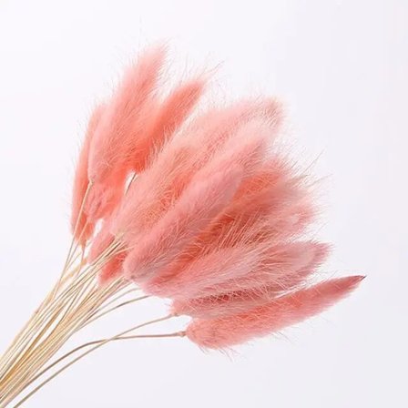 30 stk/lot naturlige tørkede blomster kaninhale gress bunt fargerike Lagurus Ovatus ekte blomsterbukett for hjem bryllup dekorasjon