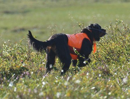 Jægerens Markeringsdekken, Orange