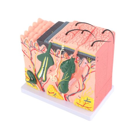 50X Tredimensionell Förstorad Modell av Mänsklig Hud Anatomi Biologi Läromedel Laboratoriematerial