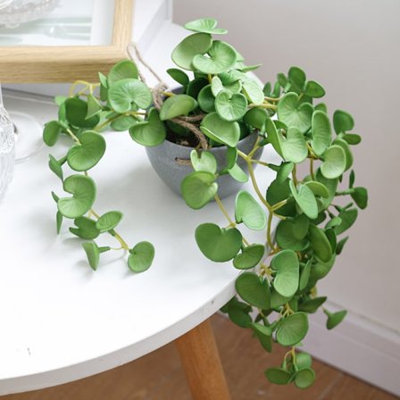 Tekokasvit Teko roikkuvat kasvit Teko eukalyptuskasvit Ruukutettu 2 pakkausta