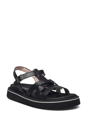 B-8702 Pergamena Black Wonders