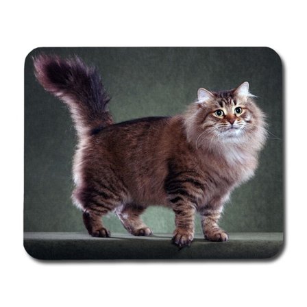Sibirisk Katt Musmatta