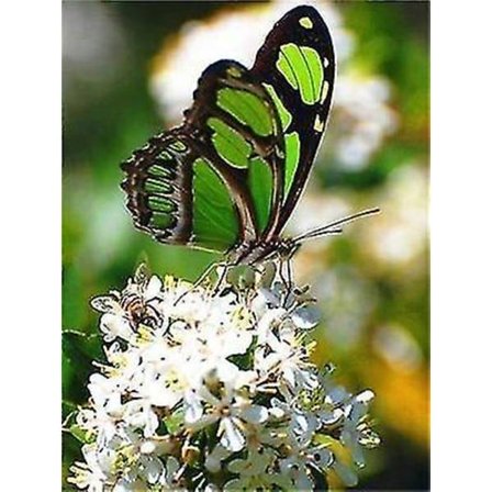 Muzxr - DIY fjärilsdiamantmålning med full display