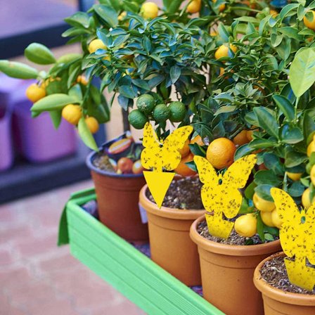 20X Flycatcher Tarra Trap Hyönteisten ansa