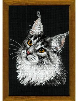 Billede Maine coon - Riolis