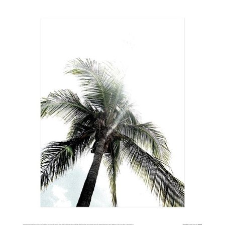 Heather Johnston Panama Palms Poster 30cm x 40cm Grön/Vit