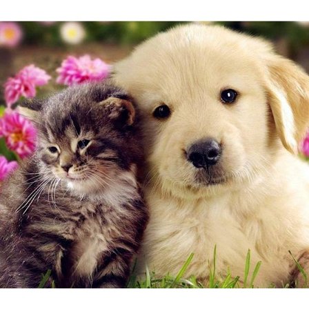 30x40cm 5D DIY Diamantmaleri Sæt til Voksne og Børn - Hund og Kat