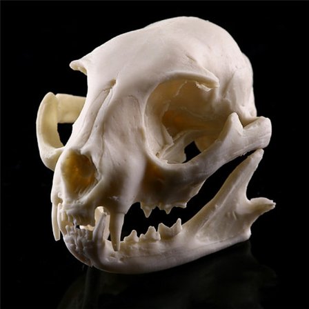 Realistisk Cat Skull Resin Model Replika Dekorative Unikke Gaver